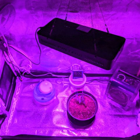 Candy Cane growlog photo: Stable humidity and temp with this arrangement.