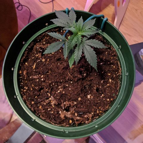 Candy Cane growlog timeline photo