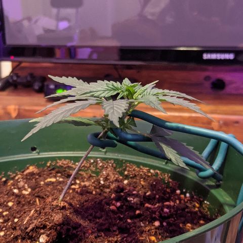 Candy Cane growlog timeline photo