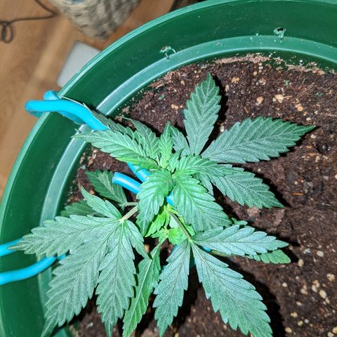 Candy Cane growlog photo: New colas from LST!