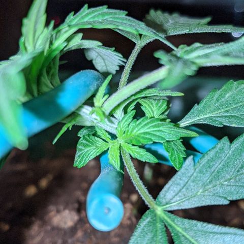 Candy Cane growlog photo: New colas from LST!