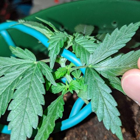 Candy Cane growlog photo: New colas from LST!