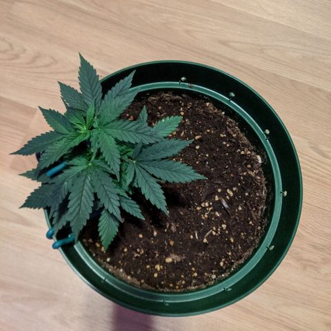 Candy Cane growlog photo: Burn on leafs appears to slowly continue to grow.