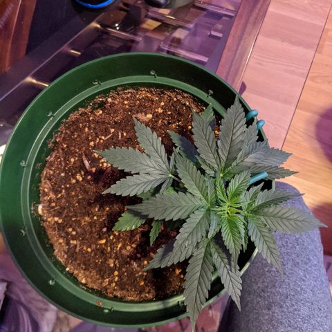 Candy Cane growlog timeline photo
