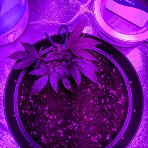 Candy Cane growlog photo: LST