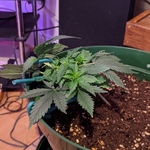 Candy Cane growlog timeline photo