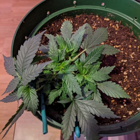 Candy Cane growlog timeline photo