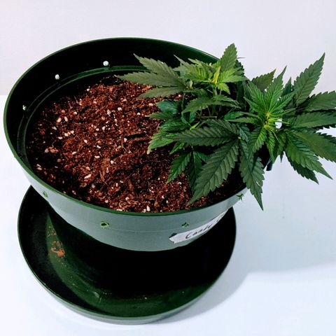 Candy Cane growlog photo: Minor nutrient burn on lower tips, cut back on floragro next feed.