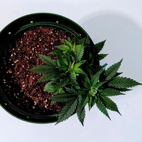 Candy Cane growlog photo: Minor nutrient burn on lower tips, cut back on floragro next feed.
