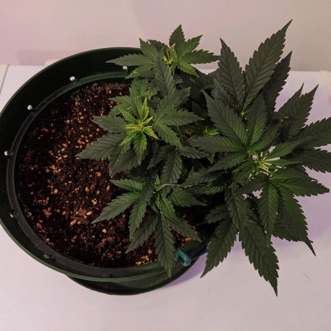 Candy Cane growlog photo: Big growth.
