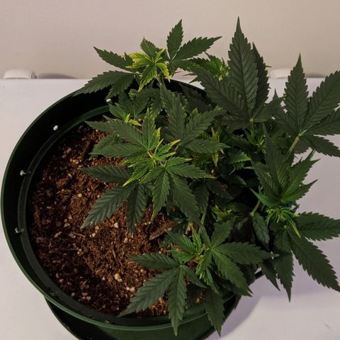 Candy Cane growlog timeline photo