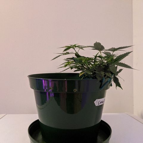 Candy Cane growlog timeline photo