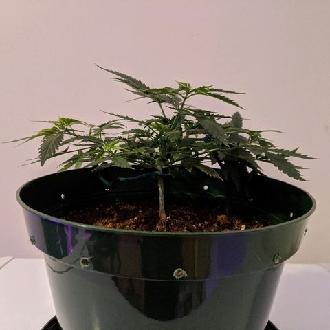 Candy Cane growlog timeline photo