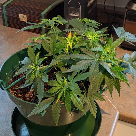 Candy Cane growlog timeline photo