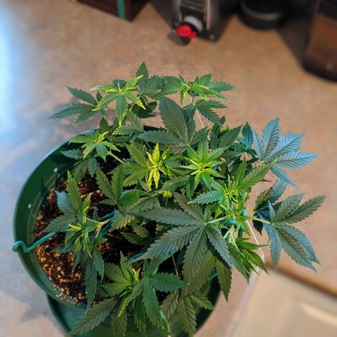 Candy Cane growlog timeline photo