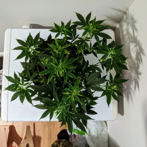 Candy Cane growlog photo: Flowering!