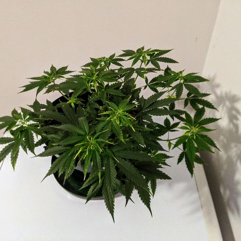 Candy Cane growlog photo: Flowering!