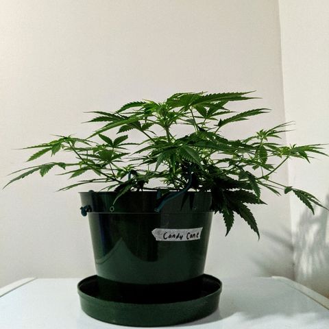 Candy Cane growlog photo: Flowering!