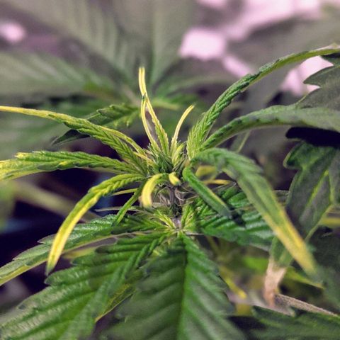 Candy Cane growlog photo: Flowering!