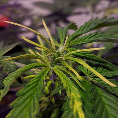 Candy Cane growlog timeline photo