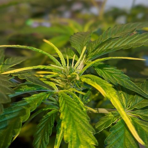 Candy Cane growlog timeline photo