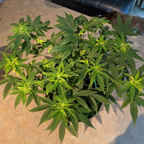 Candy Cane growlog timeline photo