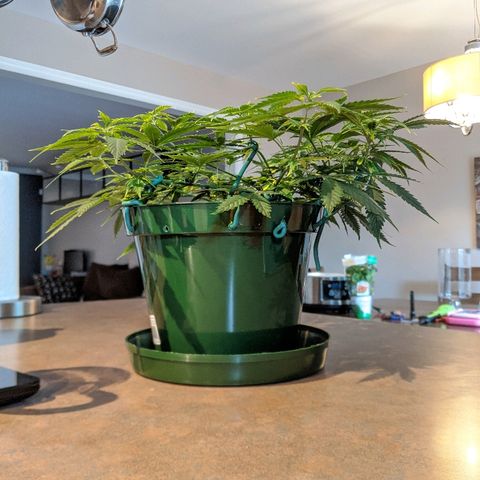 Candy Cane growlog timeline photo