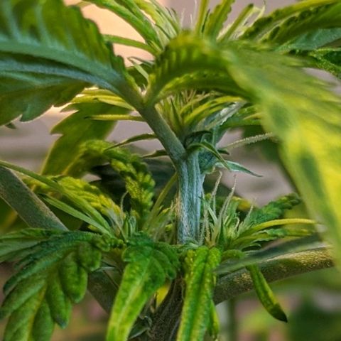 Candy Cane growlog timeline photo