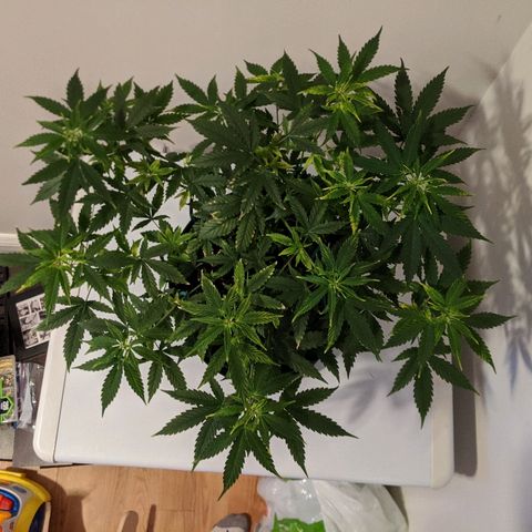 Candy Cane growlog timeline photo