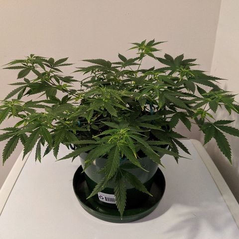 Candy Cane growlog timeline photo