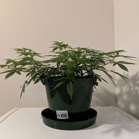 Candy Cane growlog timeline photo