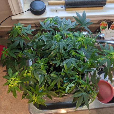Candy Cane growlog timeline photo