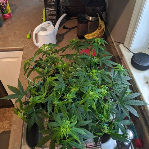 Candy Cane growlog timeline photo