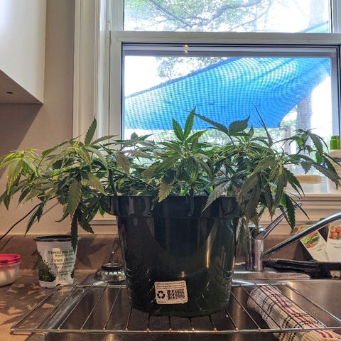 Candy Cane growlog timeline photo