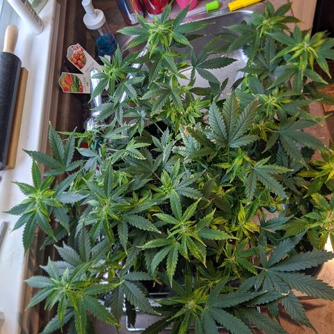 Candy Cane growlog photo: Orchid soil appears to be causing ph issues.