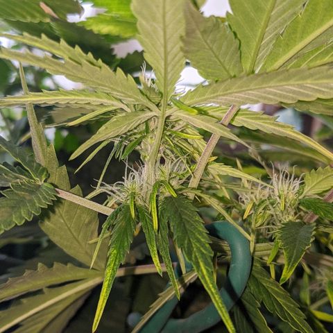 Candy Cane growlog photo: Orchid soil appears to be causing ph issues.