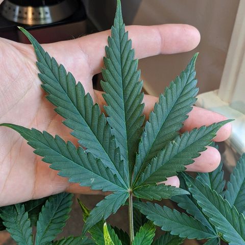 Candy Cane growlog photo: Orchid soil appears to be causing ph issues.