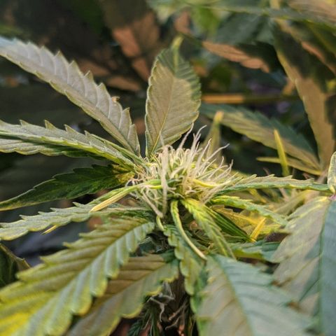 Candy Cane growlog photo: Orchid soil appears to be causing ph issues.