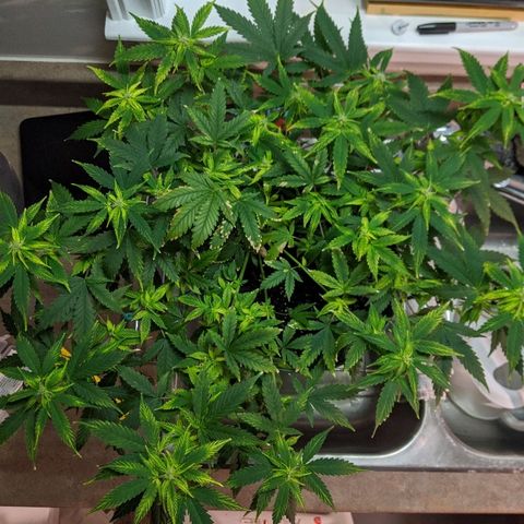 Candy Cane growlog timeline photo