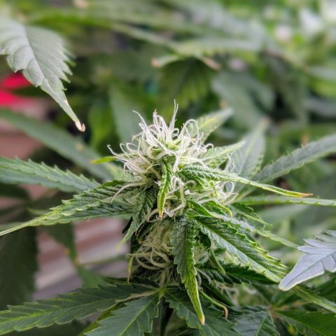 Candy Cane growlog timeline photo