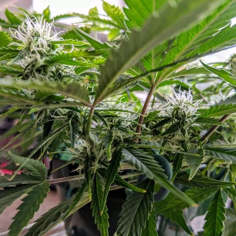 Candy Cane growlog timeline photo