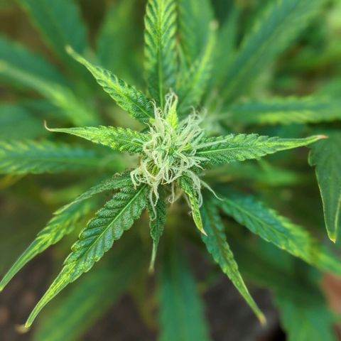 Candy Cane growlog photo: Risky day. 

Transplanted into fabric pot to attempt to resolve the soils pH levels. Used Grampies soil. Added 1/4 nutes to attempt to reduce overall stress of process.

Anticipate have flowers slow down or stop developing while roots grow into new soil.

Check any new growth for further yellowing of the edges or burning of the tips.
