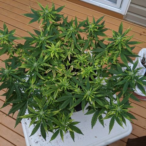 Candy Cane growlog photo: Risky day. 

Transplanted into fabric pot to attempt to resolve the soils pH levels. Used Grampies soil. Added 1/4 nutes to attempt to reduce overall stress of process.

Anticipate have flowers slow down or stop developing while roots grow into new soil.

Check any new growth for further yellowing of the edges or burning of the tips.