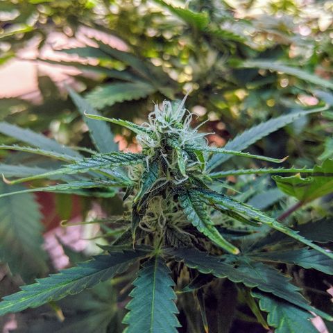 Candy Cane growlog photo: Risky day. 

Transplanted into fabric pot to attempt to resolve the soils pH levels. Used Grampies soil. Added 1/4 nutes to attempt to reduce overall stress of process.

Anticipate have flowers slow down or stop developing while roots grow into new soil.

Check any new growth for further yellowing of the edges or burning of the tips.
