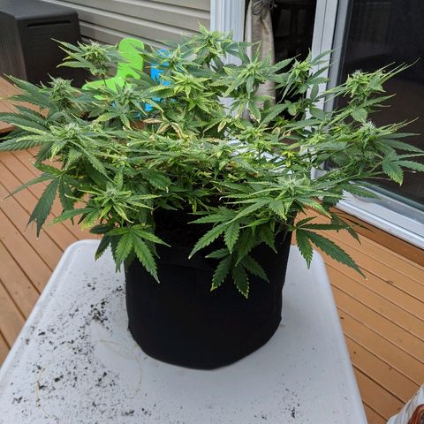 Candy Cane growlog photo: Risky day. 

Transplanted into fabric pot to attempt to resolve the soils pH levels. Used Grampies soil. Added 1/4 nutes to attempt to reduce overall stress of process.

Anticipate have flowers slow down or stop developing while roots grow into new soil.

Check any new growth for further yellowing of the edges or burning of the tips.