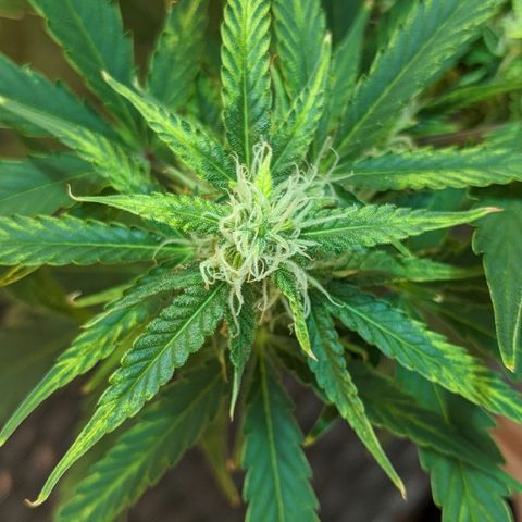 Candy Cane growlog timeline photo