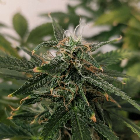 Candy Cane growlog timeline photo