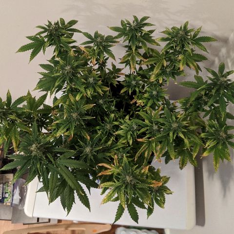 Candy Cane growlog timeline photo