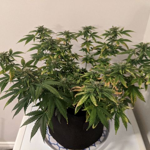 Candy Cane growlog timeline photo