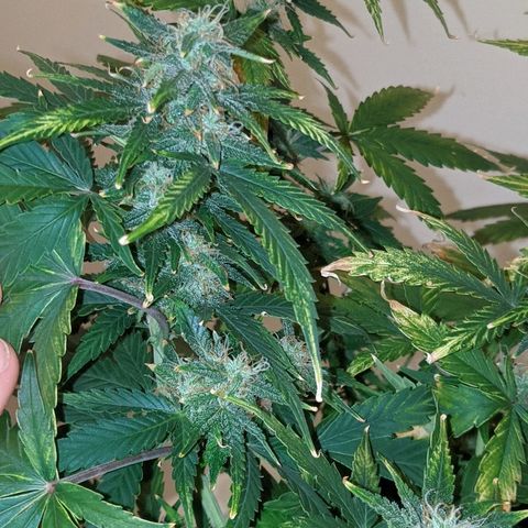 Candy Cane growlog timeline photo